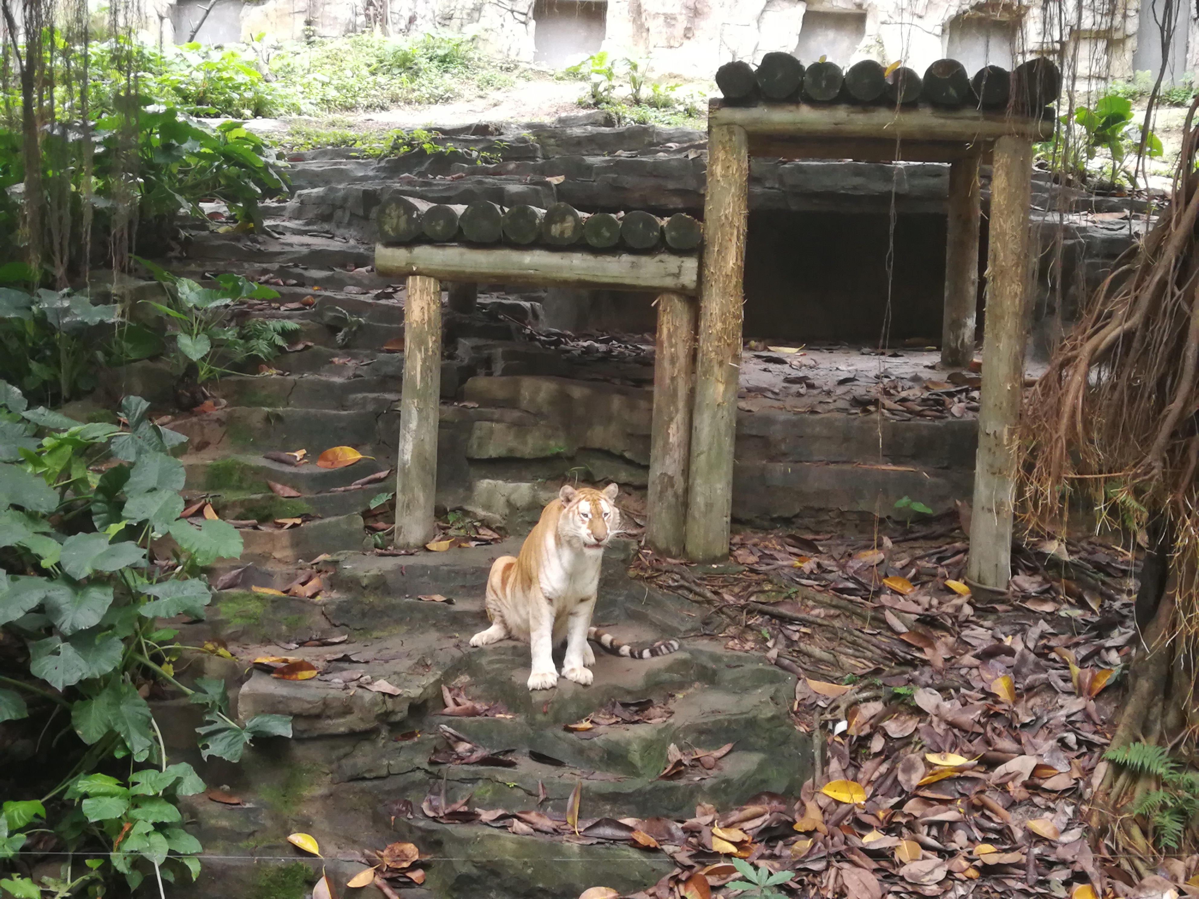 广州及珠海长隆3天2夜亲子游攻略,从广州长隆到珠海长隆亲子游攻略