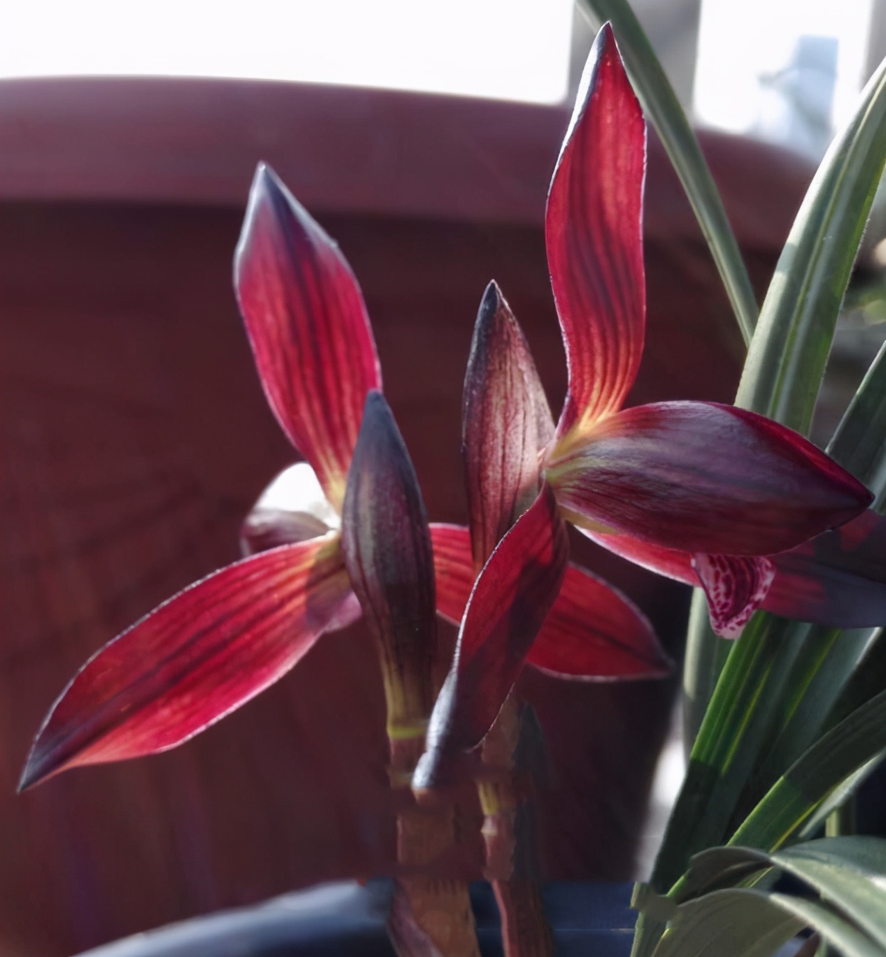 曾经不起眼的野草，现在成为“高档兰花”，花色鲜红，香味持久