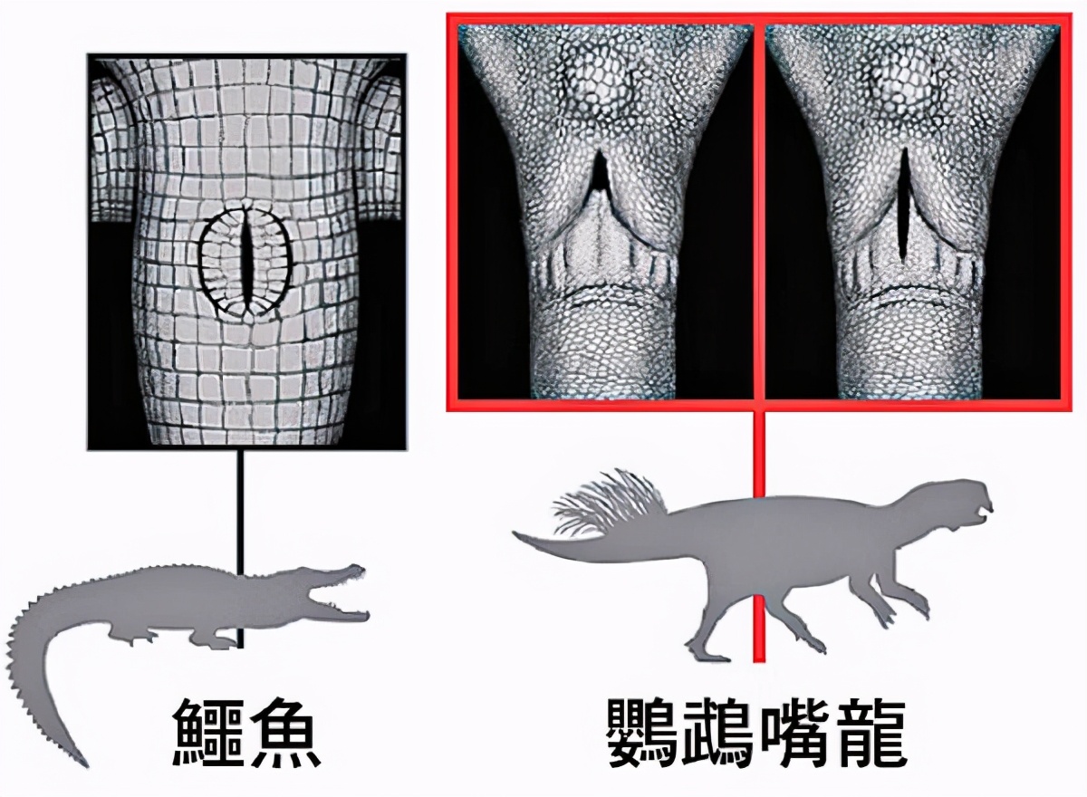 努力交配48年还没娃的鳄鱼夫妇，原因是丁丁太小了