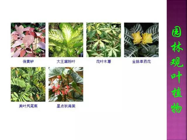 花卉大全500种观叶植物名称,1332种常见花卉植物图谱