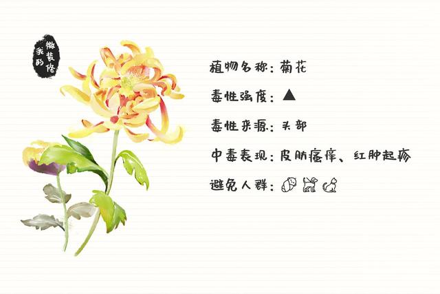 绿萝有毒长寿花有毒吗,绿萝有毒吗什么花有毒