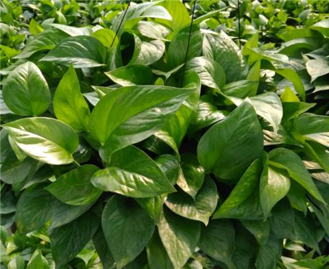 养绿萝学好这3招爆盆快长势猛,绿萝这么养不烂根不黄叶爆长新叶