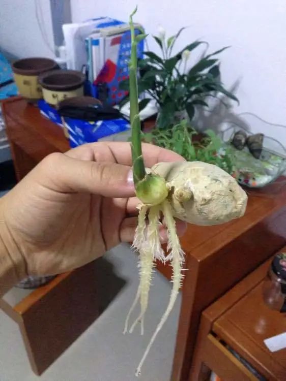 生姜发芽后还能不能种花,生姜发芽了现在可以盆栽吗