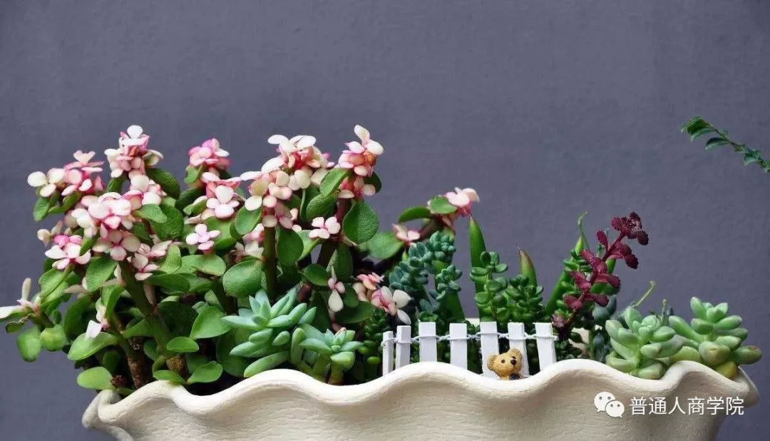 快手养花怎么赚钱啊,快手怎么养花赚钱