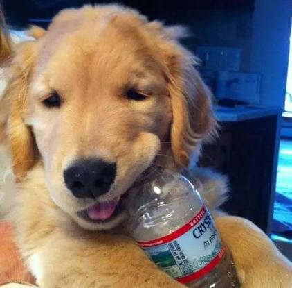 狗狗推荐的玩具有哪些,推荐的狗狗玩具有哪些