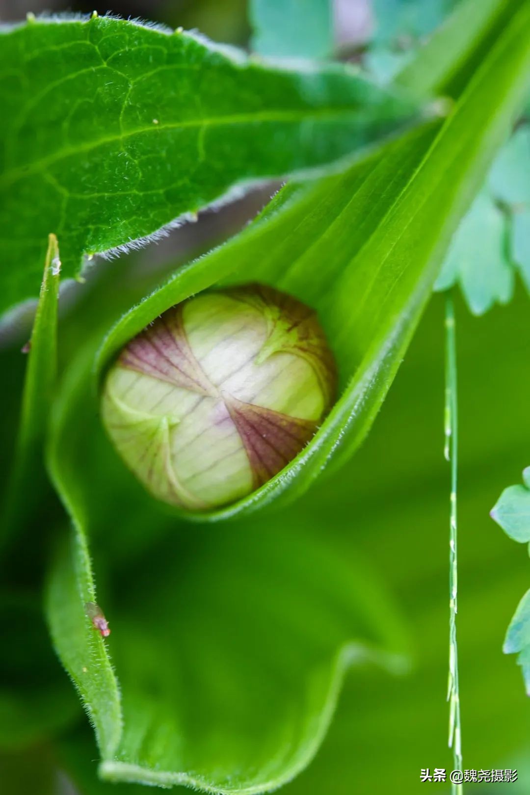 各个季节的野生兰花,北京百花山野生兰花图片