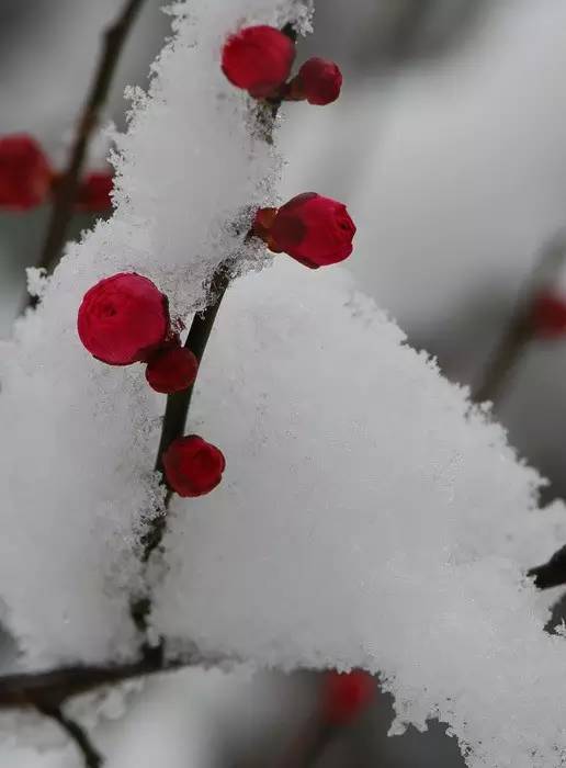 梅须逊雪三分白雪却输梅一段香,雪却输梅一段香是什么修辞手法