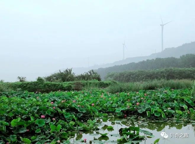 郑州赏荷花攻略,中国赏荷必去的地方