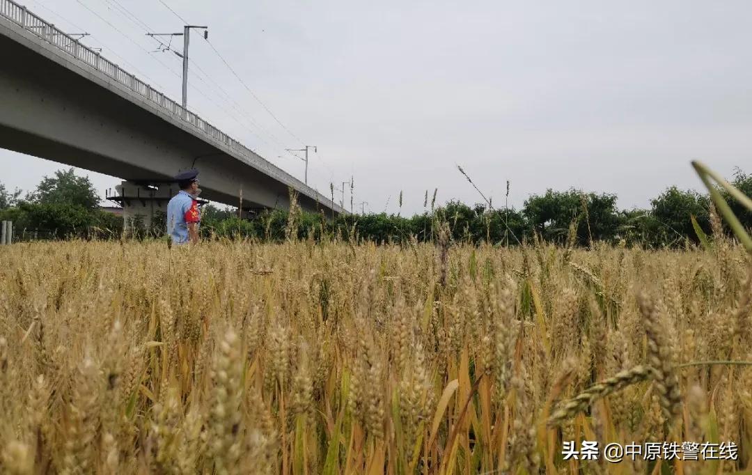 麦田里的守望者歌曲,麦田里的守望者下载