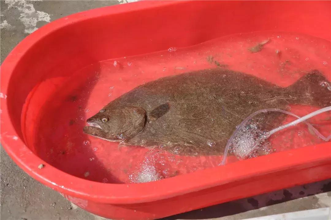 青岛开海了新鲜肥美的海鲜已上市,青岛开海红岛海鲜八大关