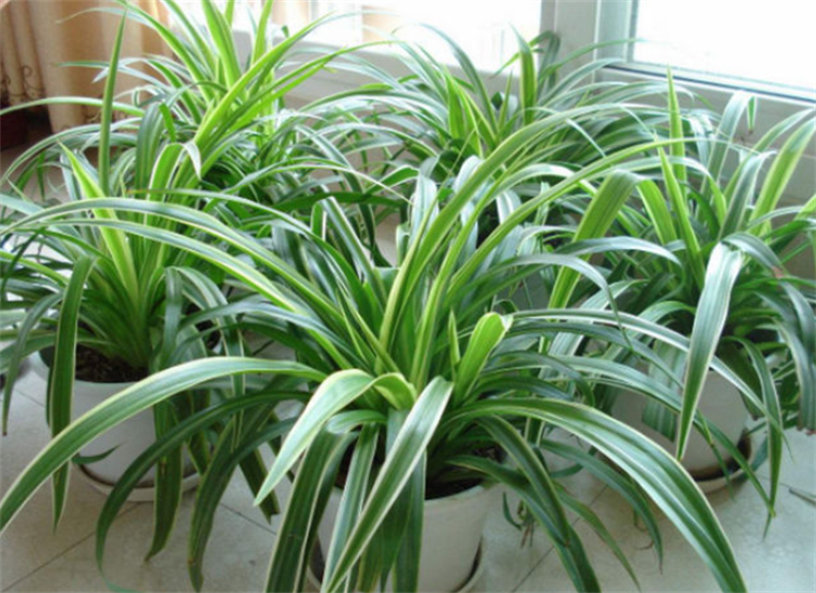 适合院子里种植的耐阴耐寒的植物,十大客厅耐阴绿植冬天不死的植物