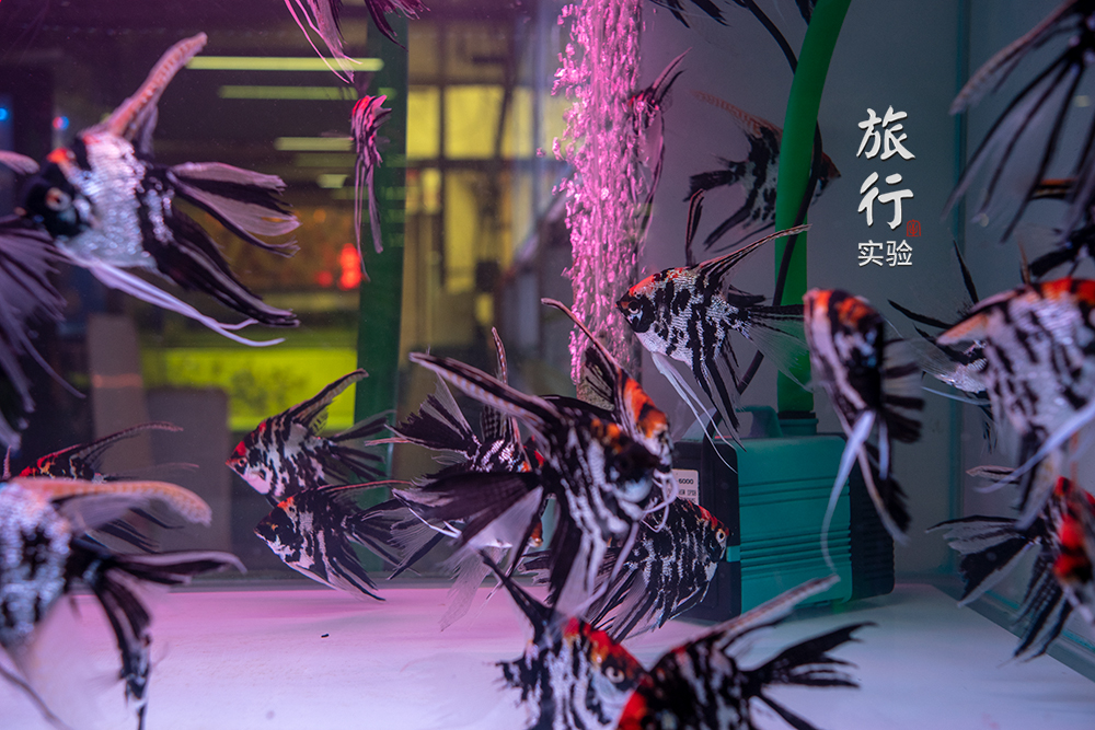 一周一次的宠物市场,天津适合带宠物去游玩的地方