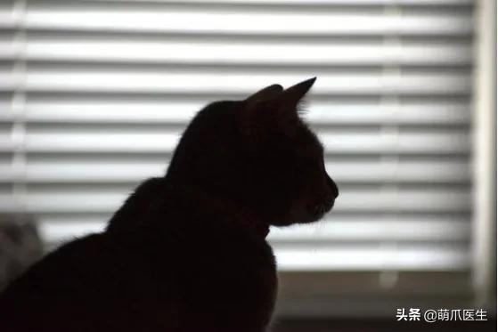 双目失明的猫咪好养吗,瞎了一只眼睛的猫能养吗