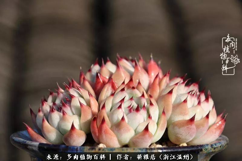 多肉最美的季节已来到,多肉最美的季节来临