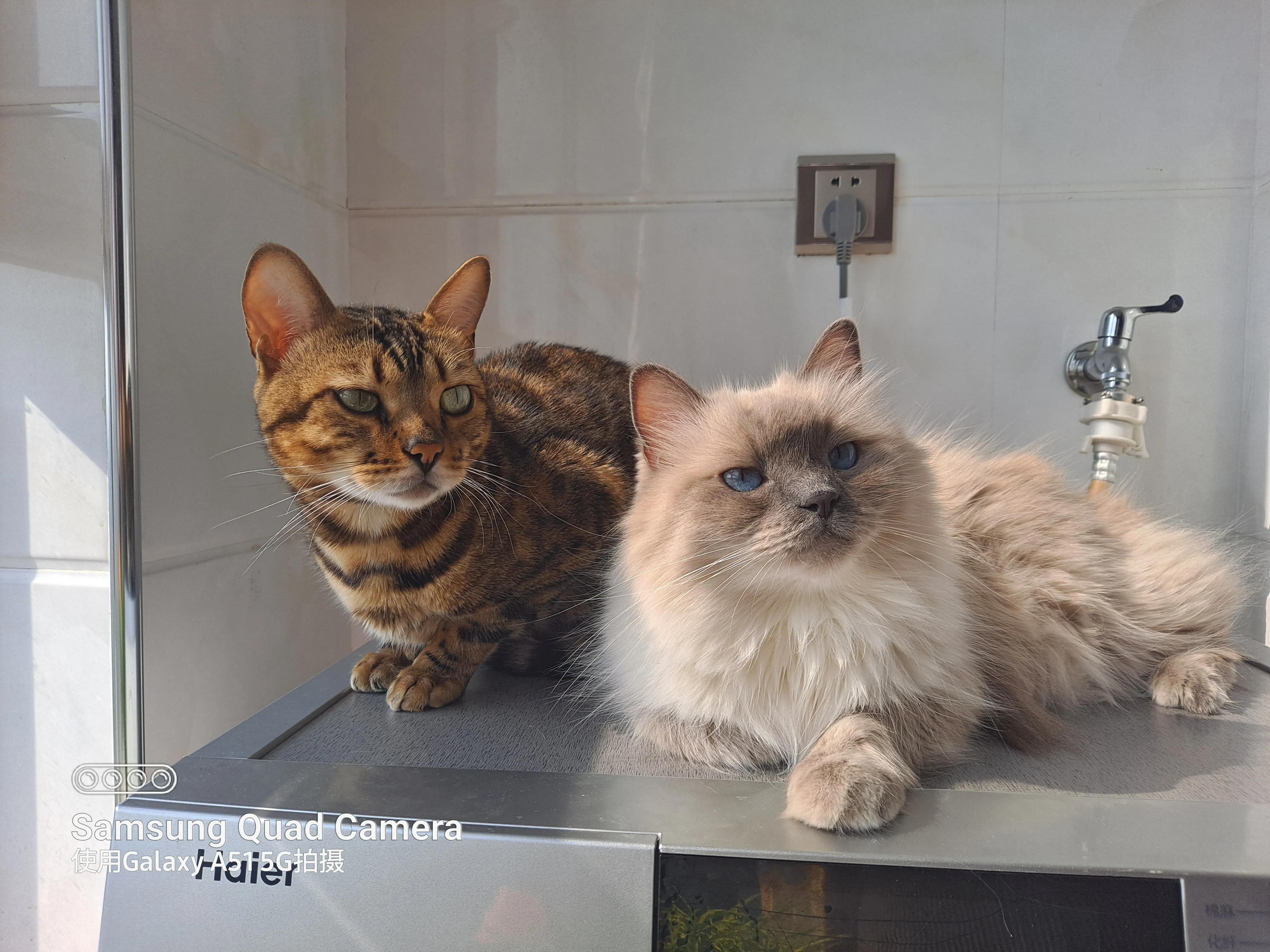 三只小猫的故事,三只小猫的故事感想