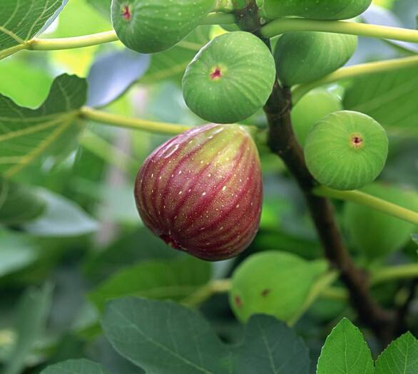 13种有毒的盆栽花卉有哪些,十种有毒的花卉有哪些