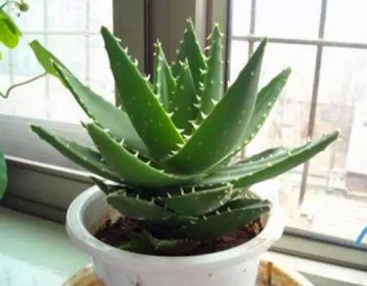 屋内养什么花最适合除甲醛,卧室客厅放什么植物吸收甲醛