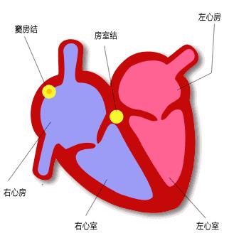 我们是怎么动起来的,心动的人的心脏是怎么跳动的