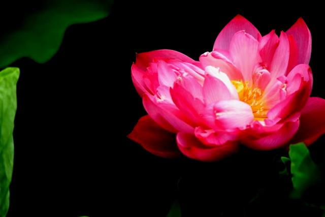 最美的荷花诗句,一起赏荷花的诗词歌赋