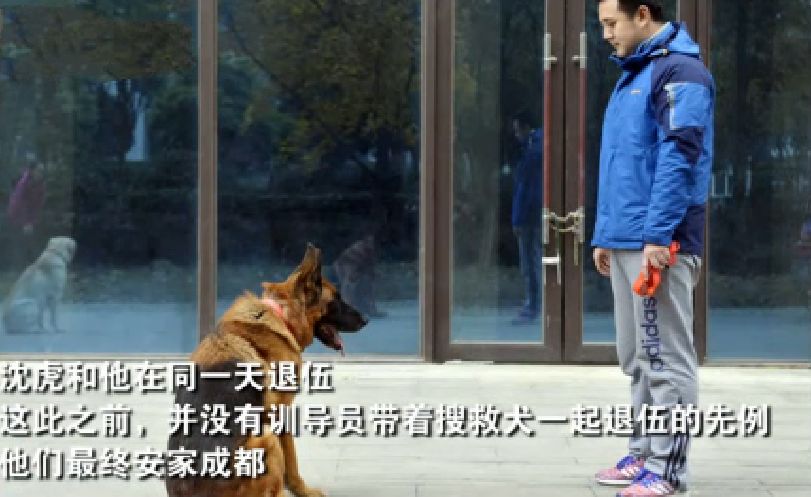 汶川地震狗救了32条人命,汶川地震狗狗救人21人