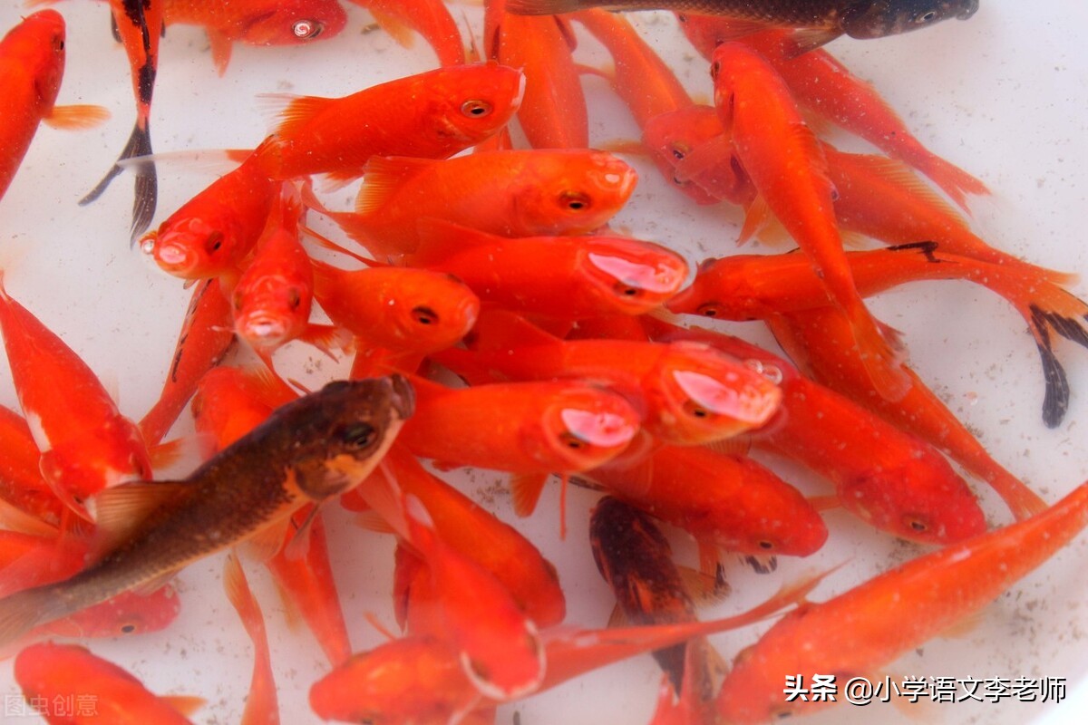 写动物作文开头结尾优秀大全,描写动物的精彩开头和结尾