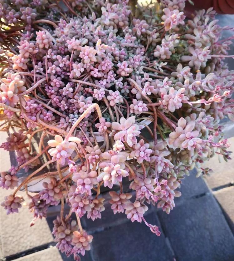 一花一叶一世界多肉,一花一世界多肉之美