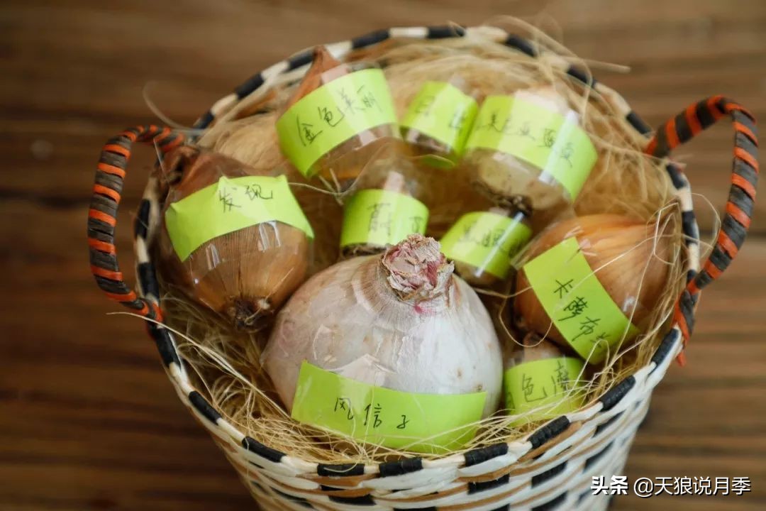 狼家球根怎么样,狼家球根上市了吗