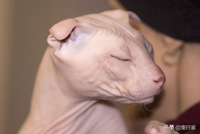 养猫后家里好臭怎么办,养猫后觉得猫很烦怎么办