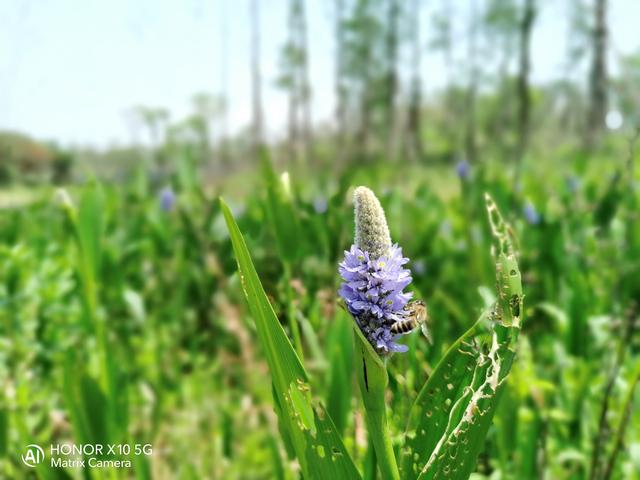 光荣x10是双5g手机吗,光荣x10最值得入手的5g手机