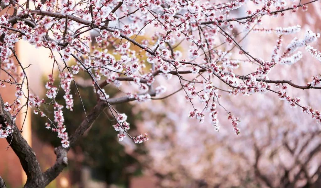 徐州清明假期旅游攻略,徐州春天去哪里旅游好