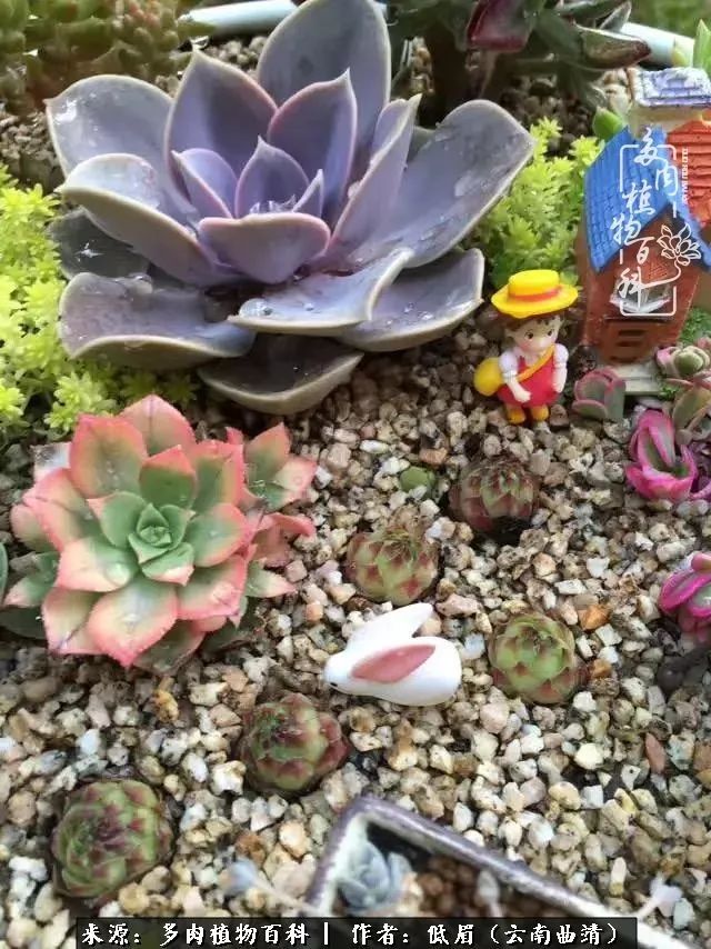 多肉看多了审美疲劳，今晚上点不一样的野味