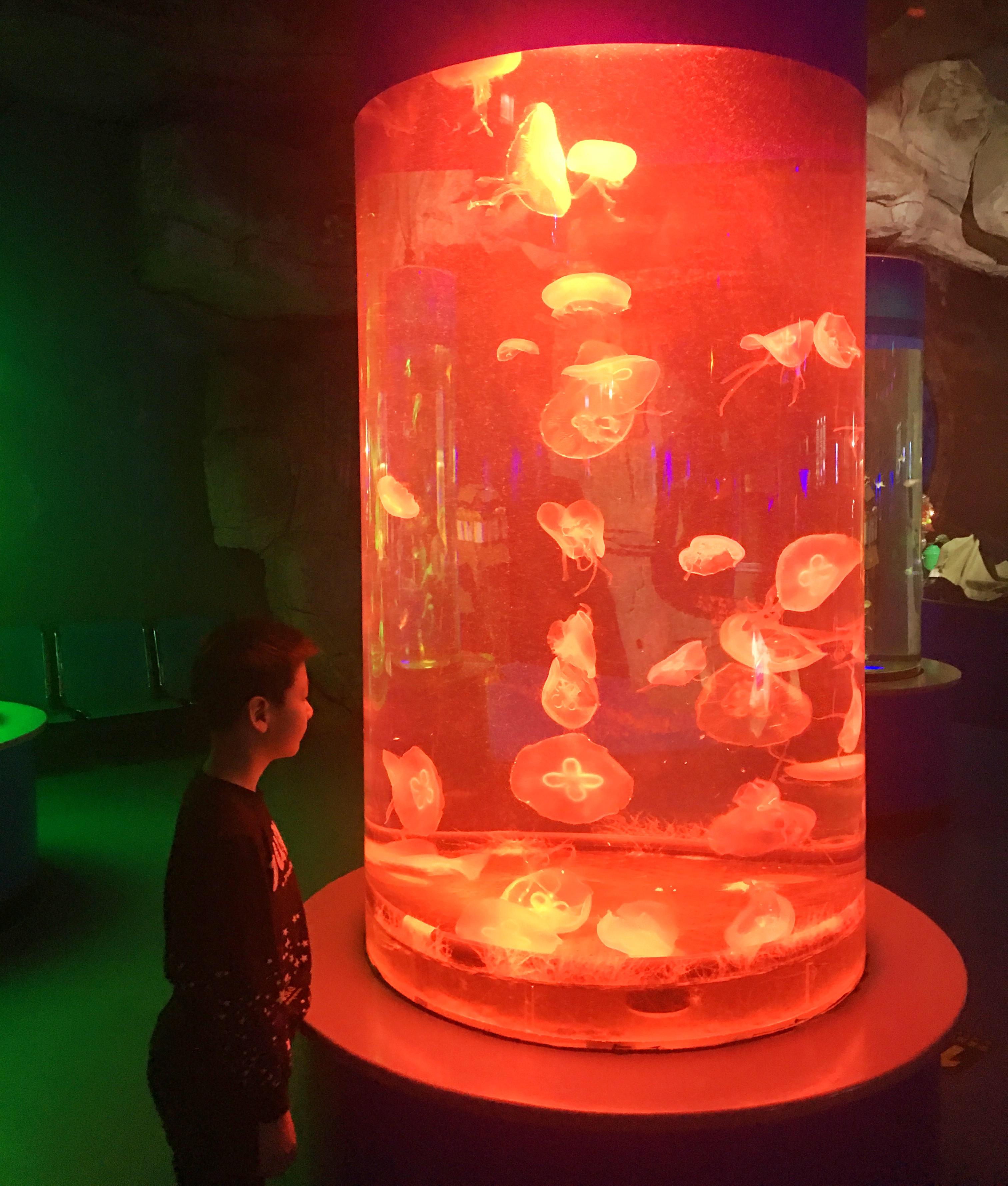 带娃玩的海洋极地世界,欢乐周末带娃时光