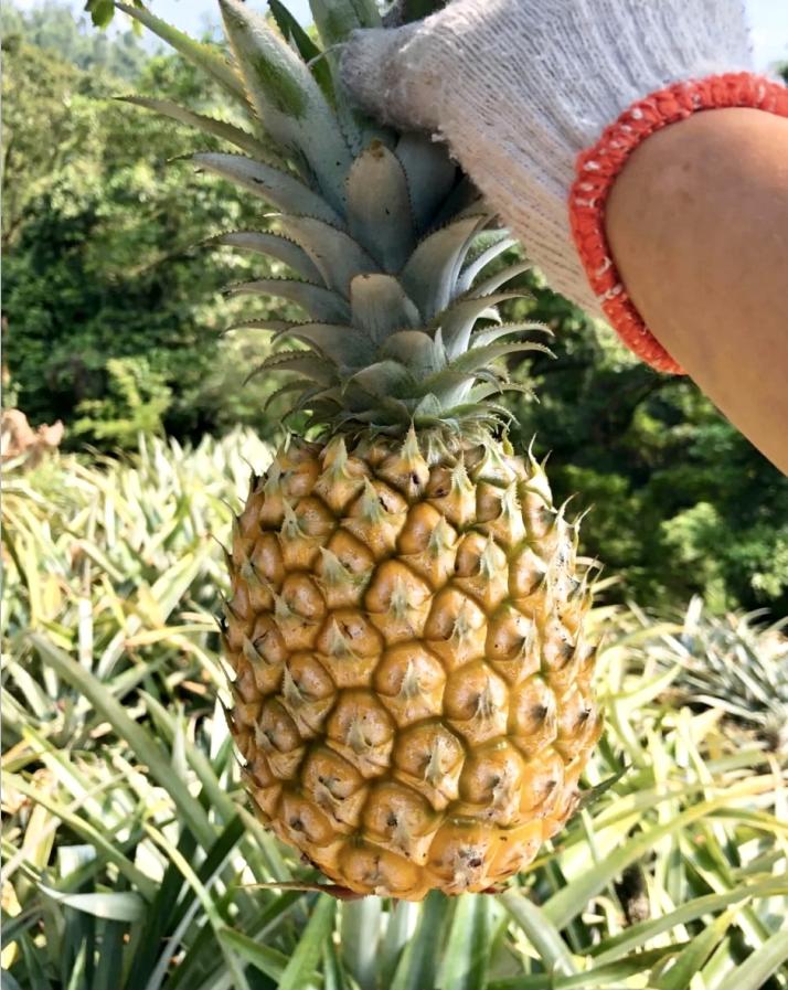 一百种方法教你如何吃菠萝,用这几种方法吃菠萝保证你上瘾