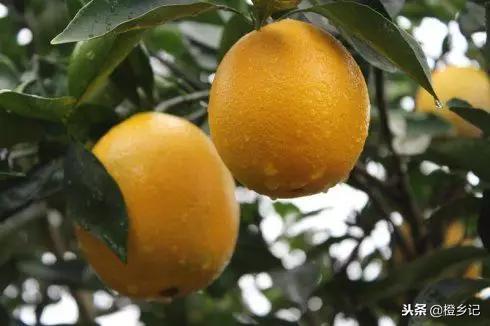 真正的正宗赣南脐橙,吃到假脐橙