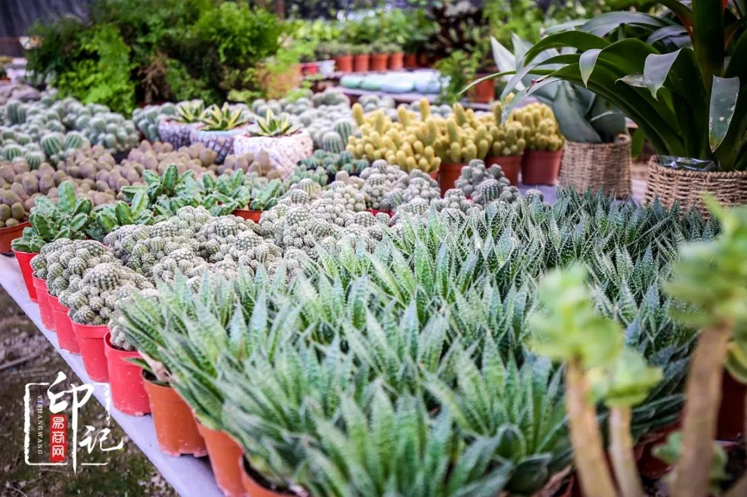 商丘道北花鸟批发市场,商丘花鸟宠物市场