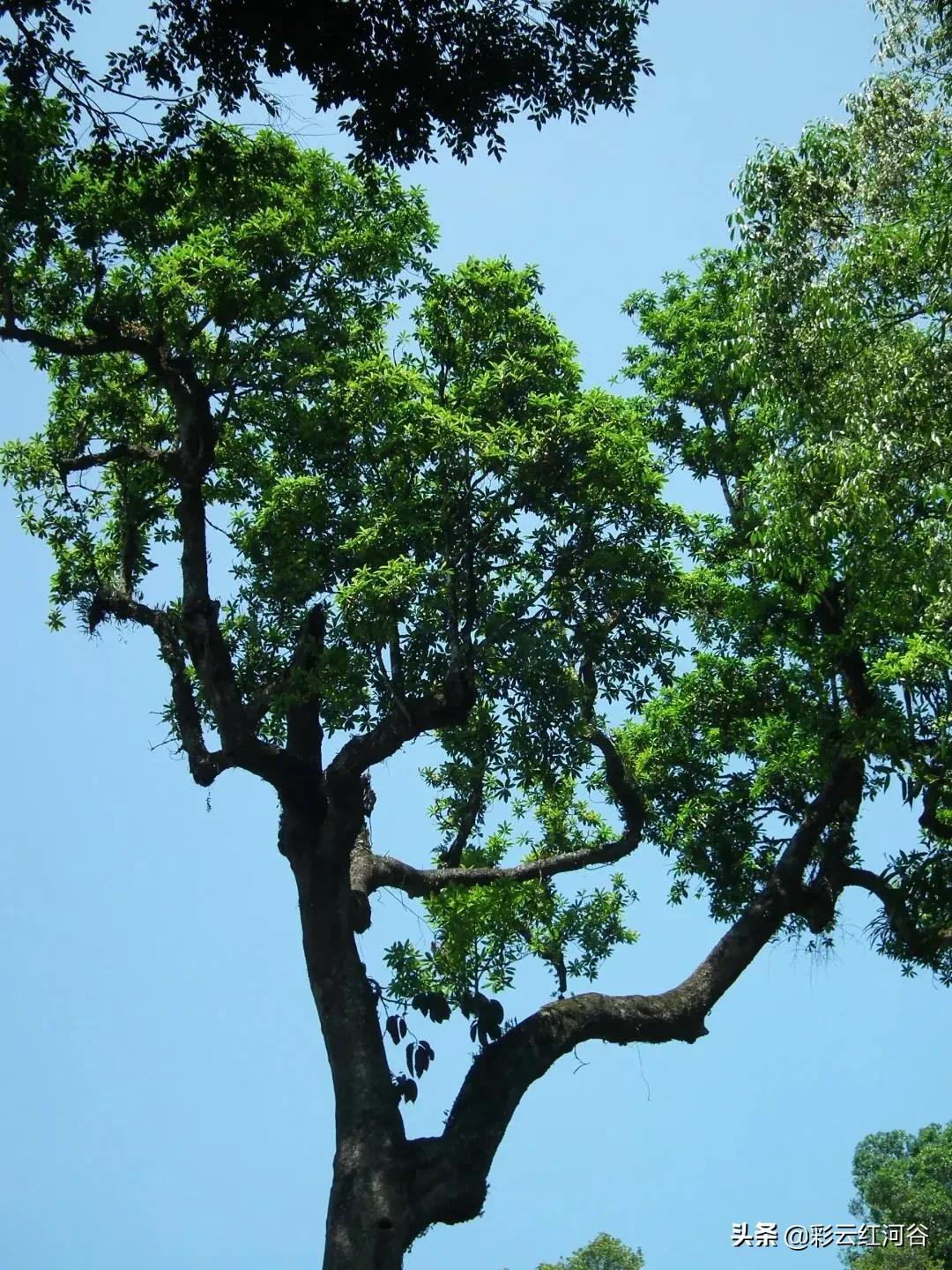 中国云南哪里好看,云南的云彩为什么好看