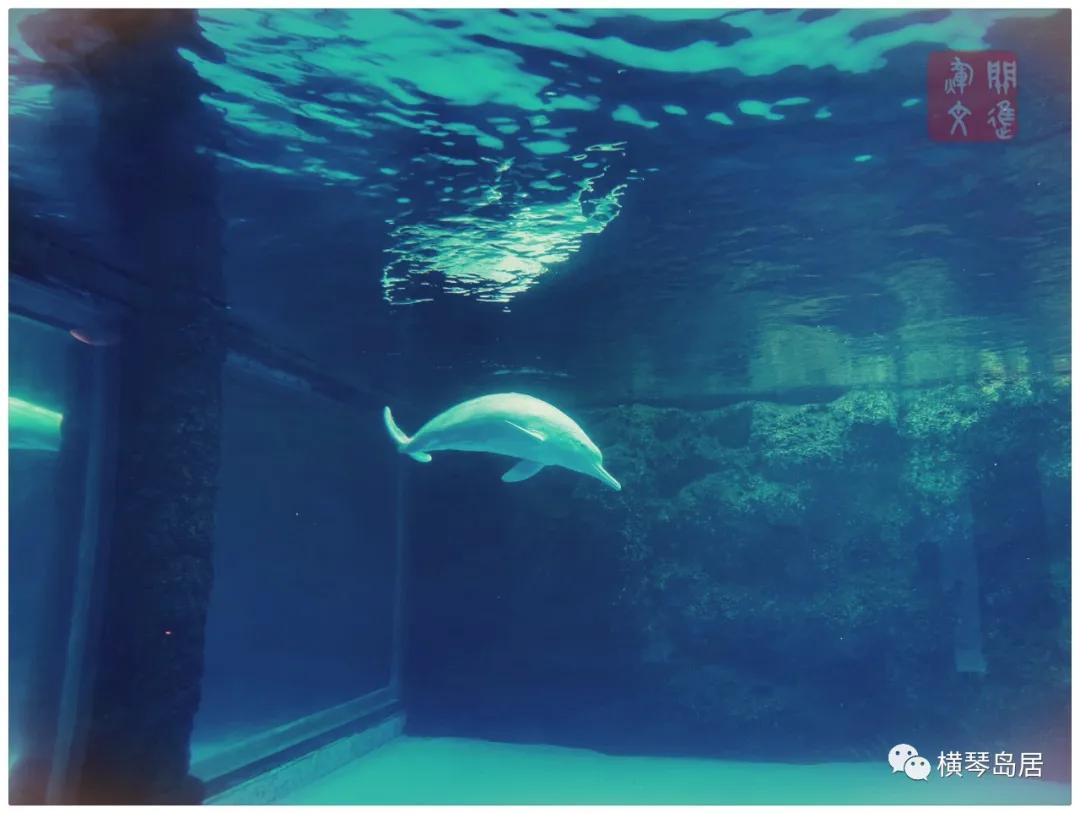 用“年卡”_游_“横琴”