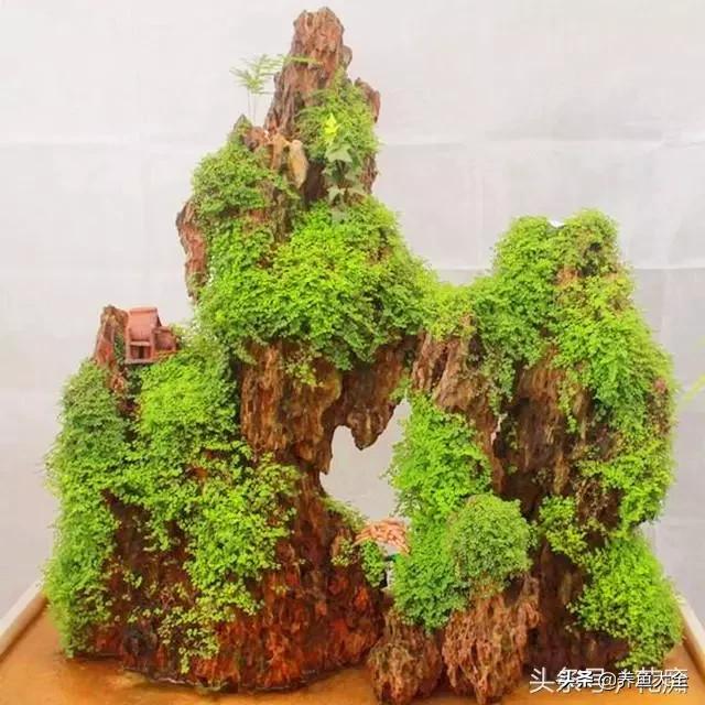 上水石盆景制作方法是什么,上水石盆景制作视频教程完整版