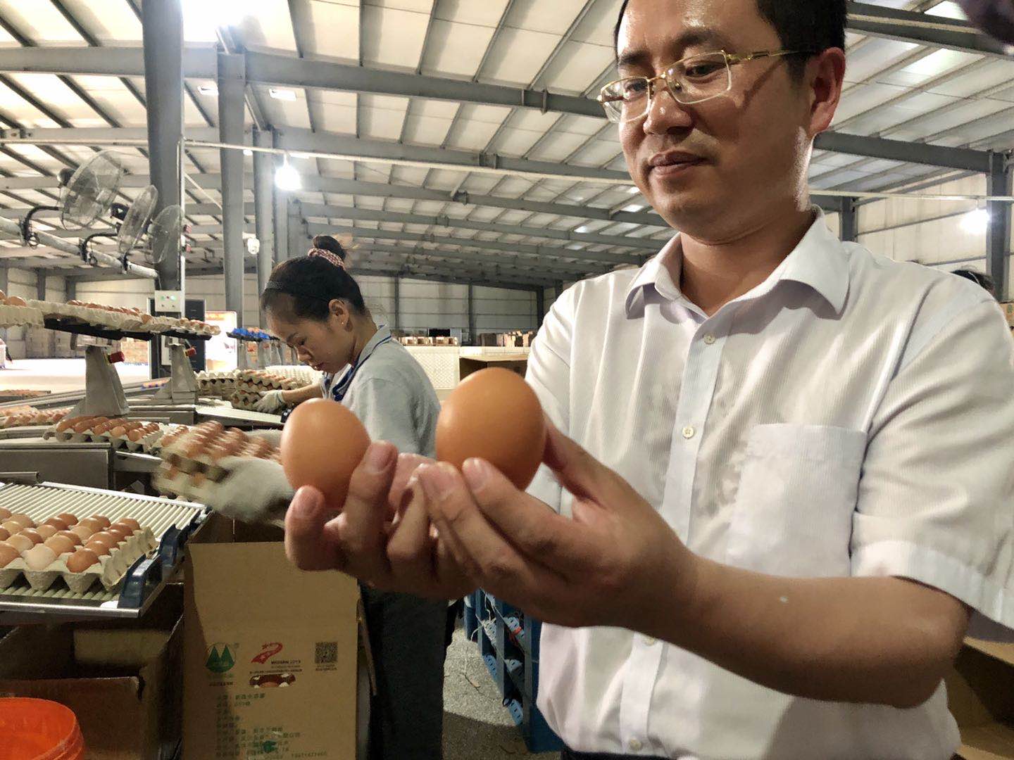 规模化藏鸡养殖基地,全自动化藏鸡养殖基地