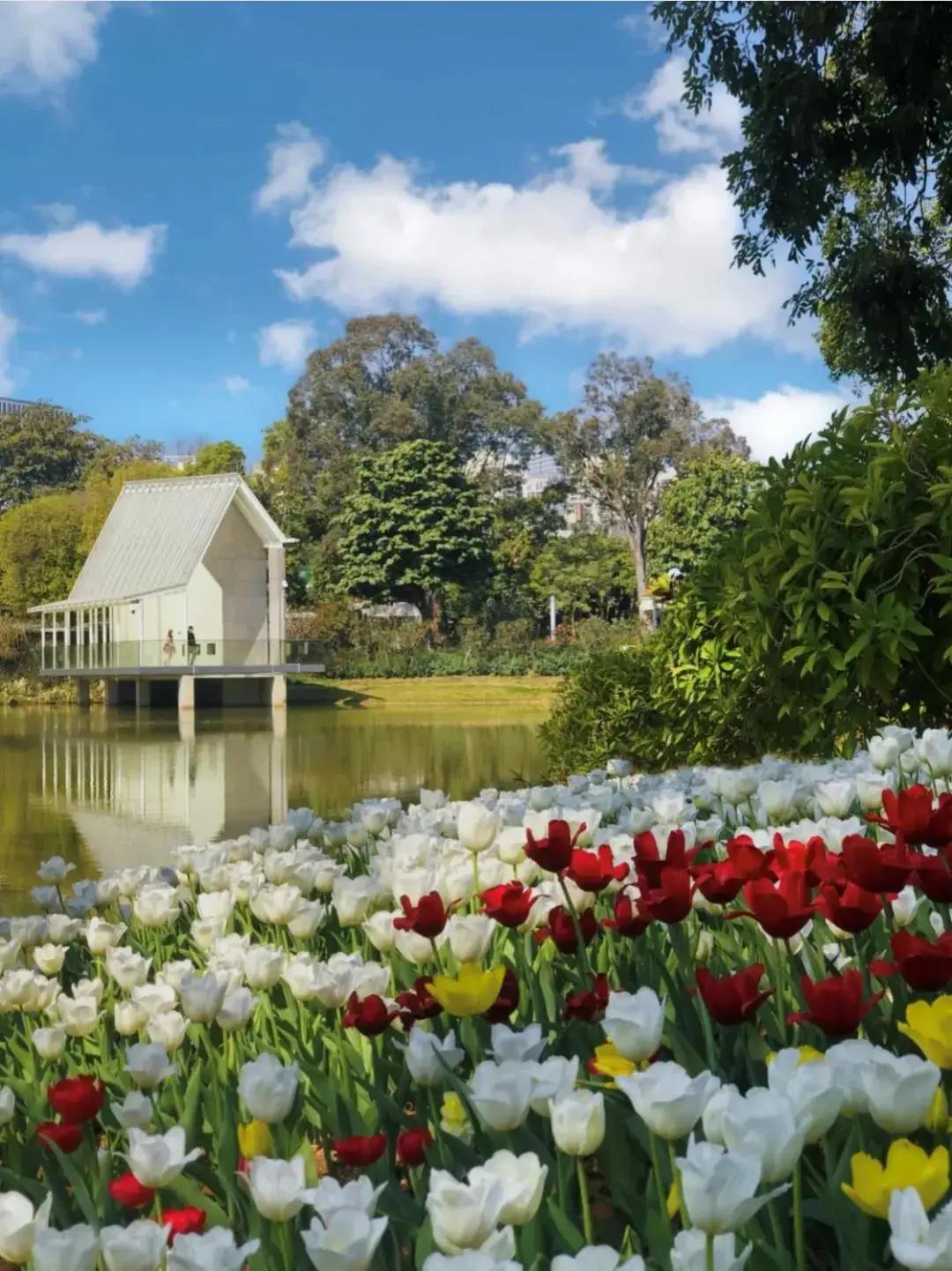 深圳十大免费花海公园,深圳红花山公园粉黛花海