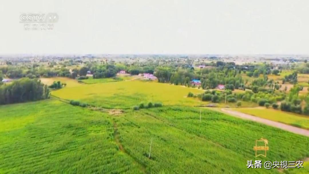 荒漠变绿洲不怕苦也不认命,荒漠变绿洲24年种下300万棵树