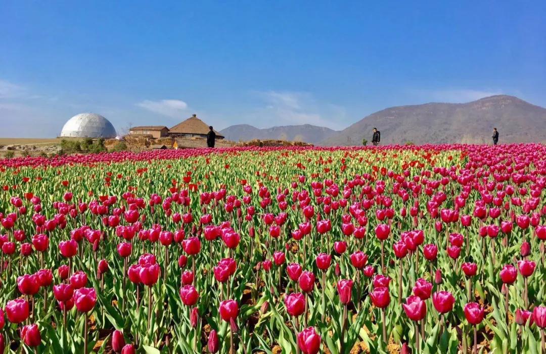 合肥最美的春天景点,合肥春天有哪些好玩的景点