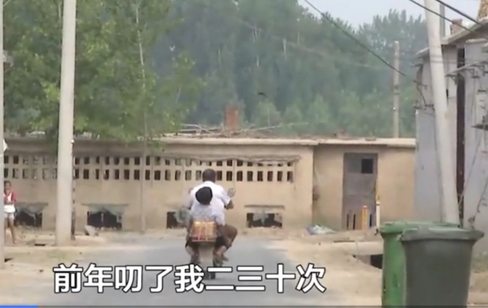 平头哥蜜獾复仇,蜜獾平头哥复仇