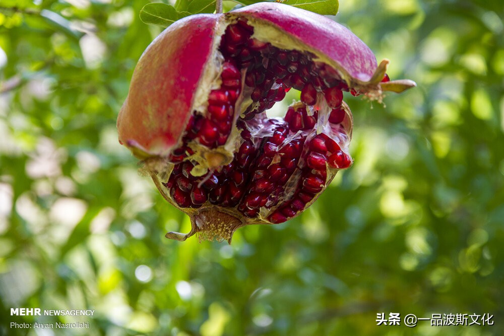 伊朗波斯石榴在哪里,伊朗石榴与波斯石榴