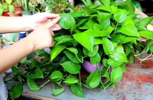 绿萝黄叶又有点烂根怎么补救,绿萝出现烂根黄叶怎么补救