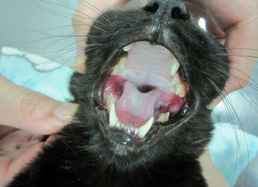 狗狗口炎怎么治疗,狗狗口炎特效药