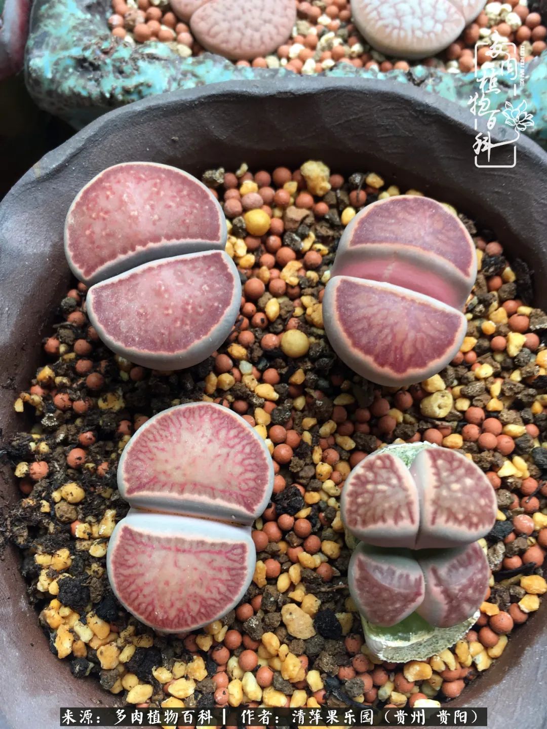 生石花庭院,晶莹剔透的生石花