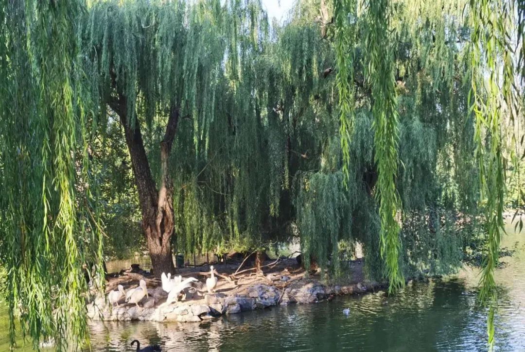 北京动物园图记,漫步北京动物园