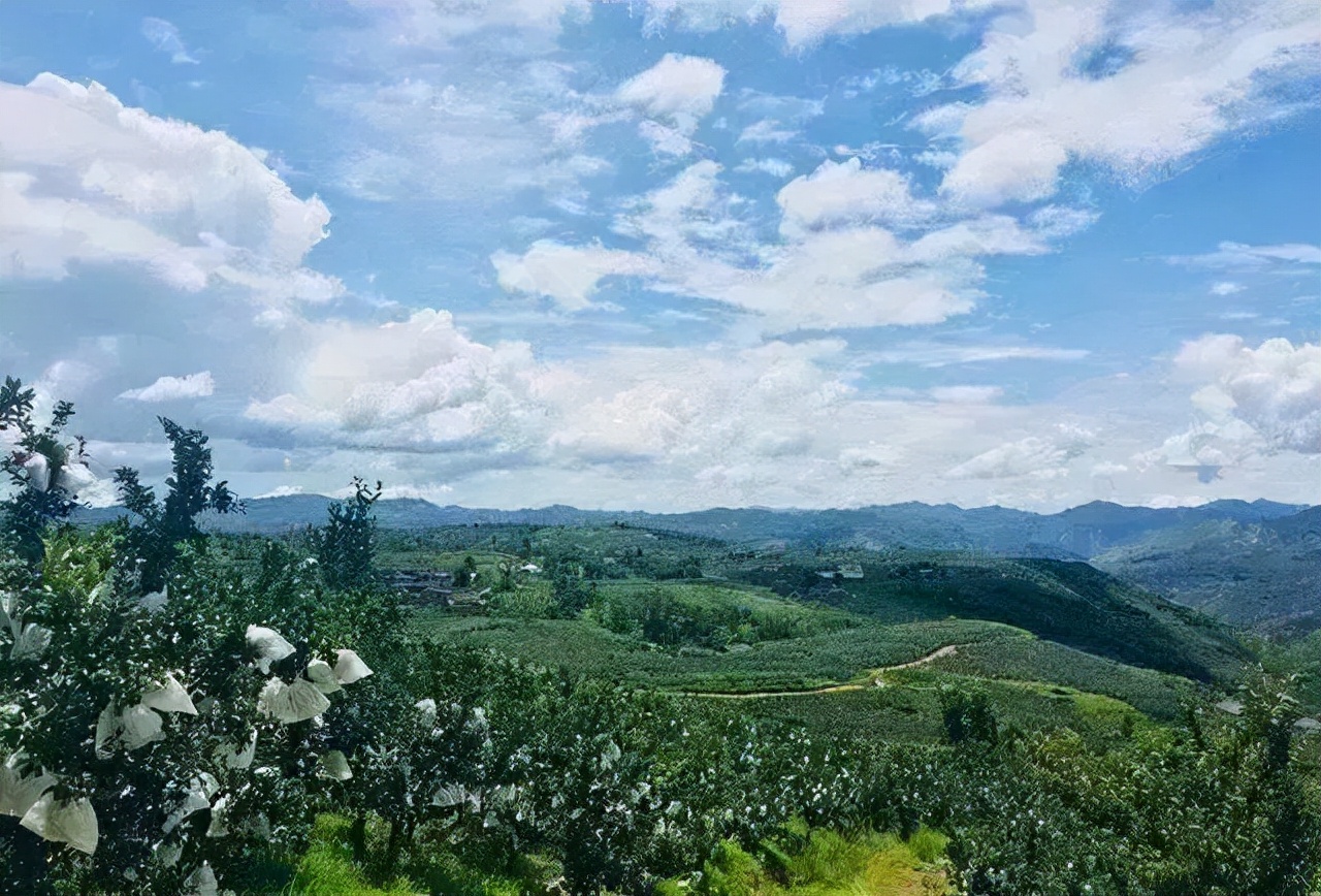 超甜不用吐籽的石榴你吃了吗,不用吐籽的石榴不白吃