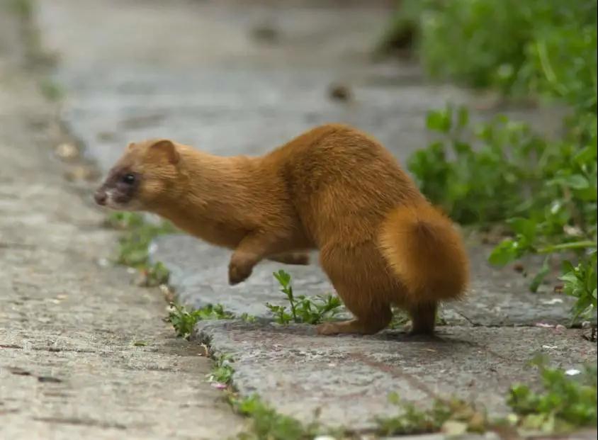中国的植物多样性保护,全国林草生物多样性保护成就展